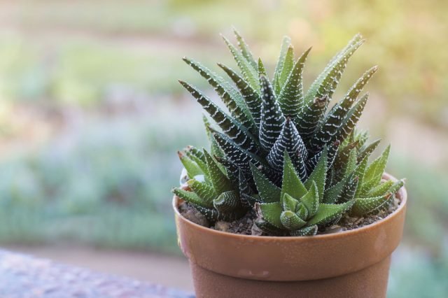 De 10 meest droogte -resistente planten zijn echte woestijnbewoners in uw appartement. Foto