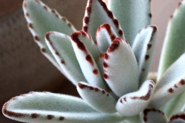 De 10 meest droogte -resistente planten zijn echte woestijnbewoners in uw appartement. Foto