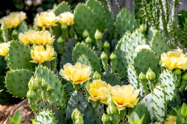 De 10 meest droogte -resistente planten zijn echte woestijnbewoners in uw appartement. Foto