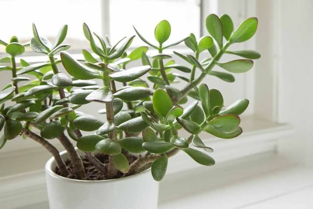 De 10 meest droogte -resistente planten zijn echte woestijnbewoners in uw appartement. Foto