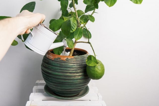 10 planten die beter niet kunnen gieten dan om te gieten. Zorg thuis. Foto