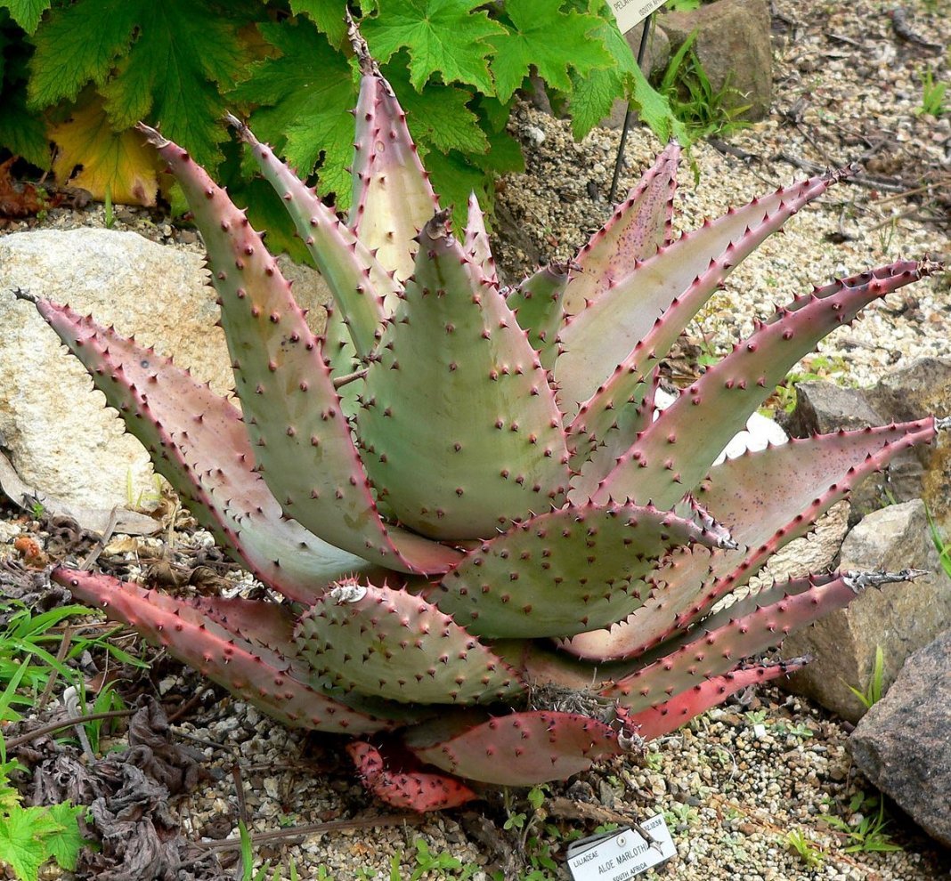 10 De meeste spectaculaire binnenplanten uit de woestijn. Cacti en vetplanten. Foto