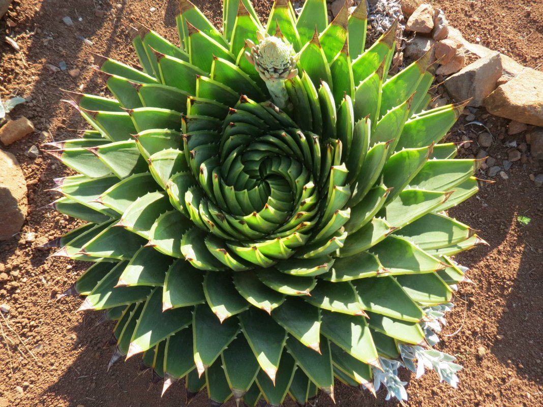 10 De meeste spectaculaire binnenplanten uit de woestijn. Cacti en vetplanten. Foto