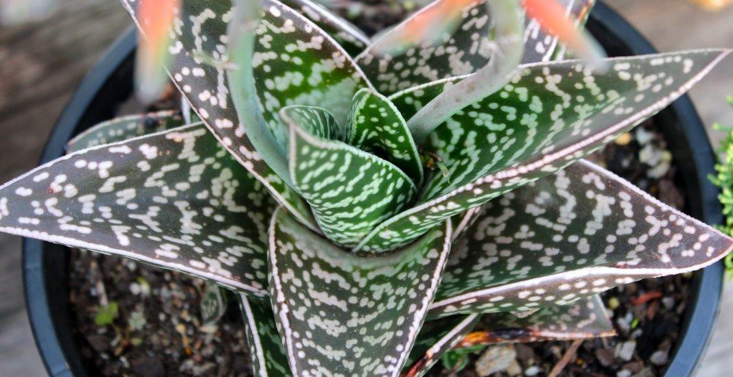 10 De meeste spectaculaire binnenplanten uit de woestijn. Cacti en vetplanten. Foto