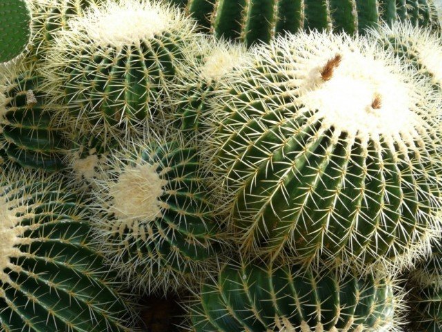 10 De meeste spectaculaire binnenplanten uit de woestijn. Cacti en vetplanten. Foto