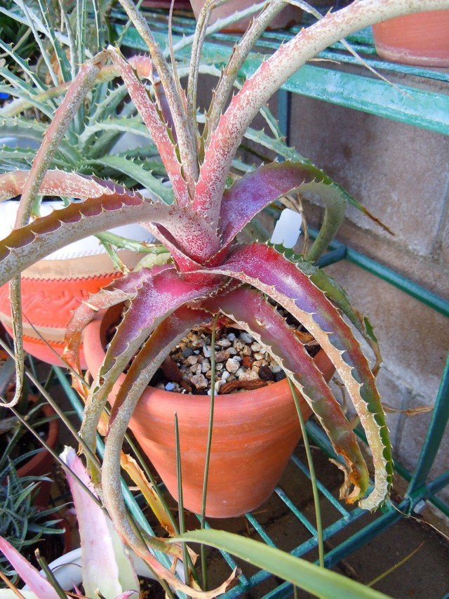 10 De meeste spectaculaire binnenplanten uit de woestijn. Cacti en vetplanten. Foto