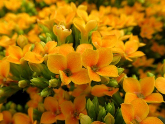 Kalanchoe, of - hebben de artsen gebeld? Zorg thuis. Therapeutische eigenschappen. Foto