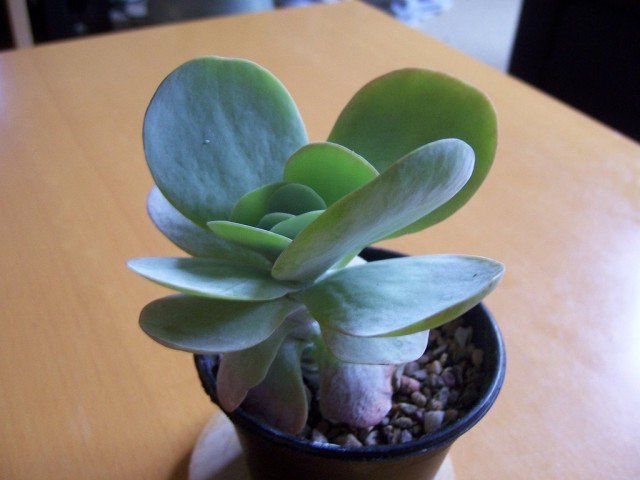 Kalanchoe, of - hebben de artsen gebeld? Zorg thuis. Therapeutische eigenschappen. Foto