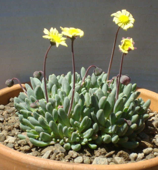 10 De meeste spectaculaire binnenplanten uit de woestijn. Cacti en vetplanten. Foto