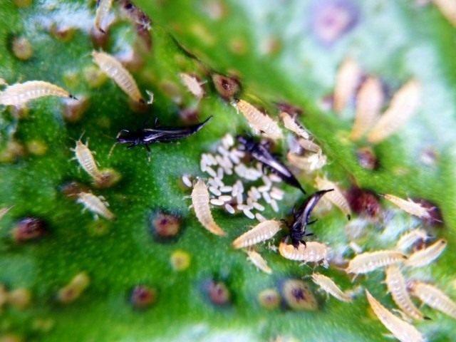 Vechten met trips! Hoe u binnenshuis planten, op bloemen, in de tuin af kunt komen. Foto