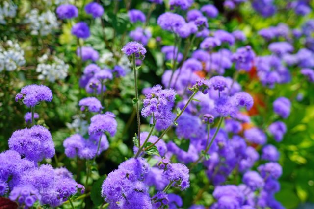 10 bloeiende planten in augustus. Foto