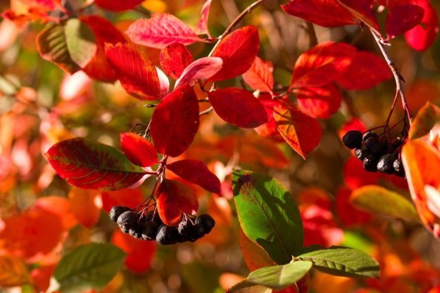 10 planten om kleuren te geven aan de herfsttuin. Foto