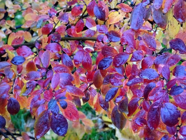 10 planten om kleuren te geven aan de herfsttuin. Foto