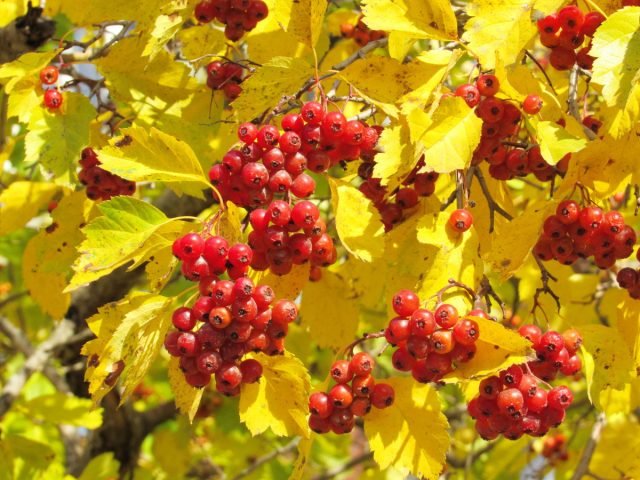 10 planten om kleuren te geven aan de herfsttuin. Foto