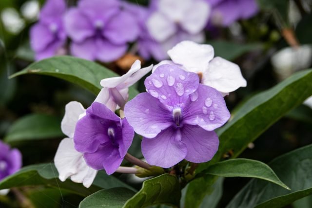 10 binnenplanten die in de winter bloeien. Foto