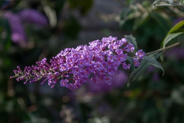 10 bloeiende planten in augustus. Foto