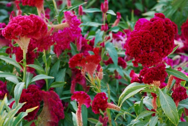 10 bloeiende planten in augustus. Foto