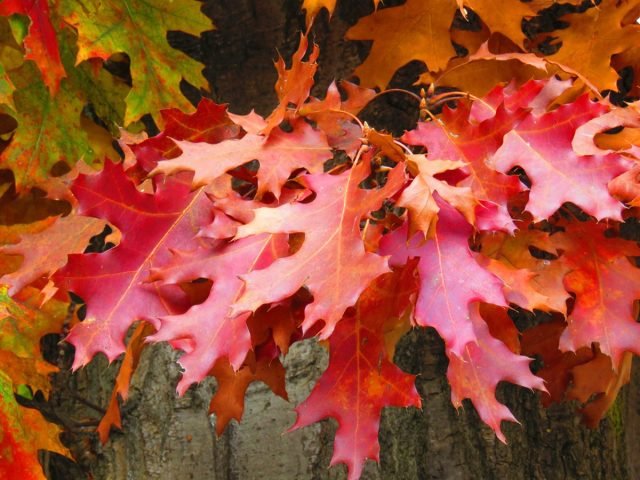 10 planten om kleuren te geven aan de herfsttuin. Foto