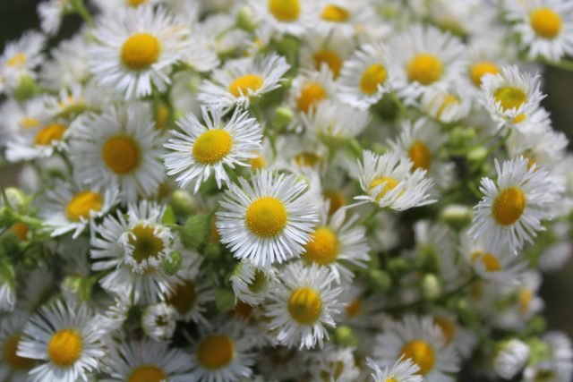 10 bloeiende planten in augustus. Foto