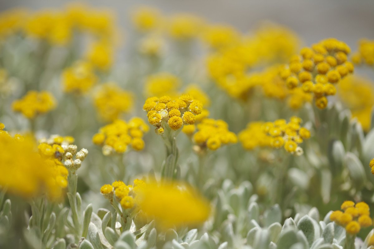 10 bloeiende planten in augustus. Foto