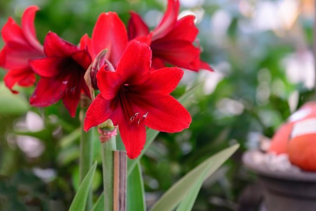 10 binnenplanten die in de winter bloeien. Foto