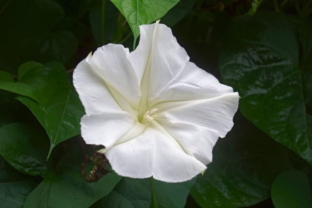 10 bloeiende planten in augustus. Foto