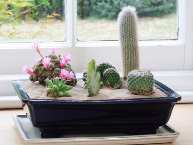 10 De meeste spectaculaire binnenplanten uit de woestijn. Cacti en vetplanten. Foto, Kaleyard 10 De meeste spectaculaire binnenplanten uit de woestijn. Cacti en vetplanten. Foto