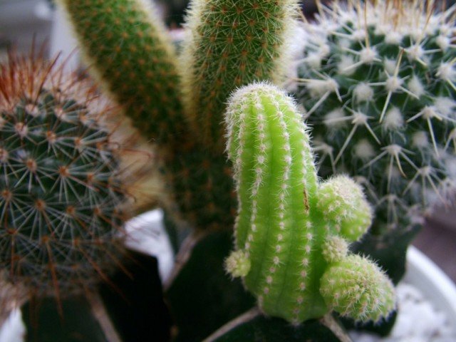 10 De meeste spectaculaire binnenplanten uit de woestijn. Cacti en vetplanten. Foto