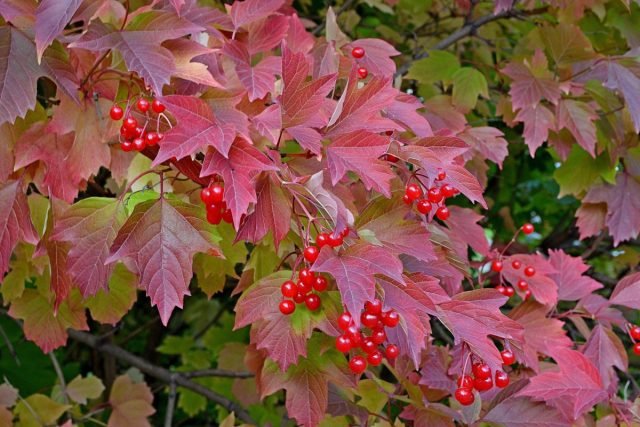 10 planten om kleuren te geven aan de herfsttuin. Foto