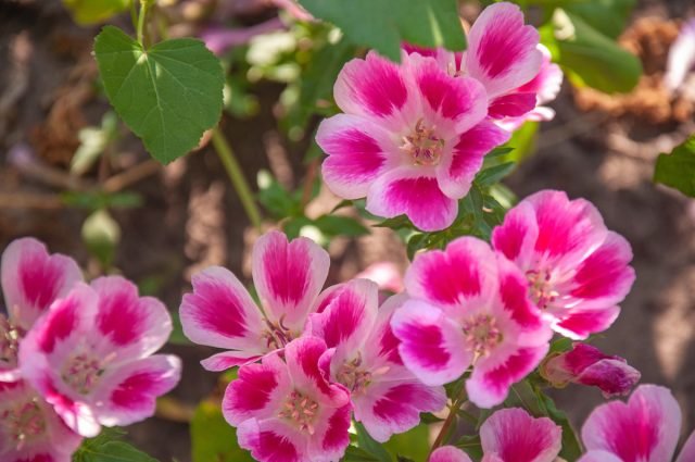 10 bloeiende planten in augustus. Foto