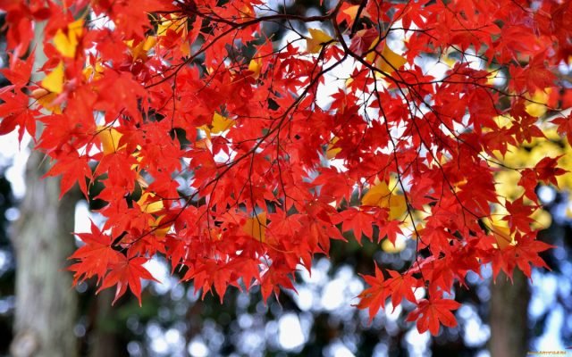 10 planten om kleuren te geven aan de herfsttuin. Foto