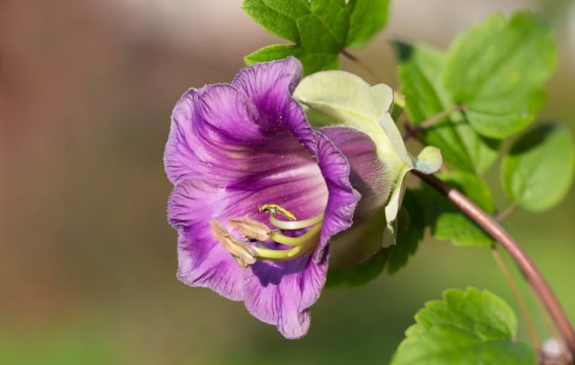 10 bloeiende planten in augustus. Foto