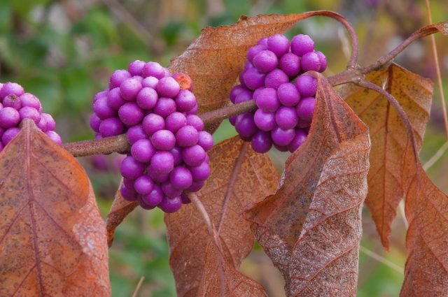 10 planten om kleuren te geven aan de herfsttuin. Foto