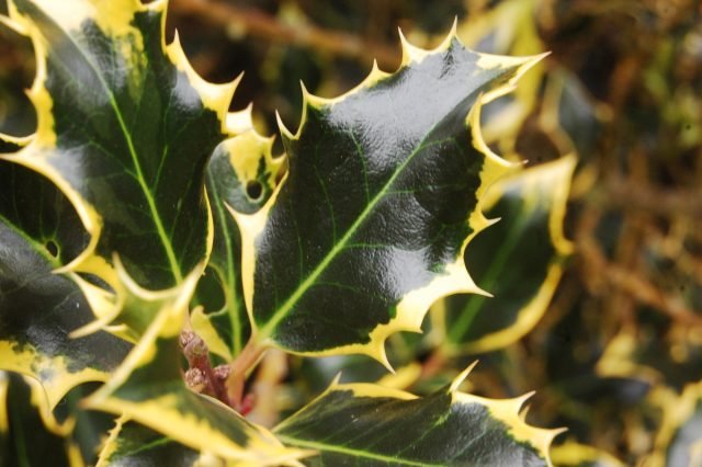 10 planten om kleuren te geven aan de herfsttuin. Foto