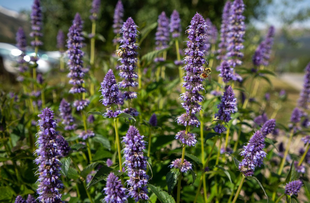 10 bloeiende planten in augustus. Foto