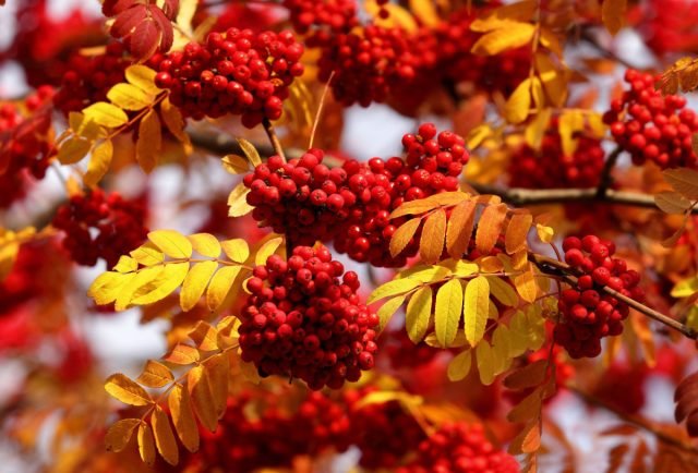 10 planten om kleuren te geven aan de herfsttuin. Foto