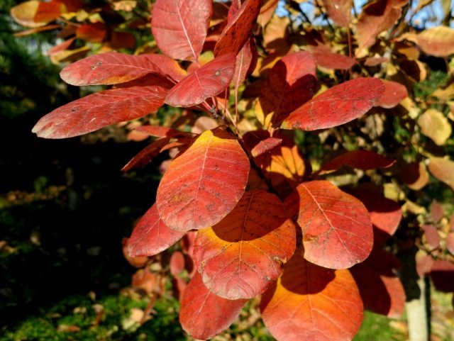 10 planten om kleuren te geven aan de herfsttuin. Foto